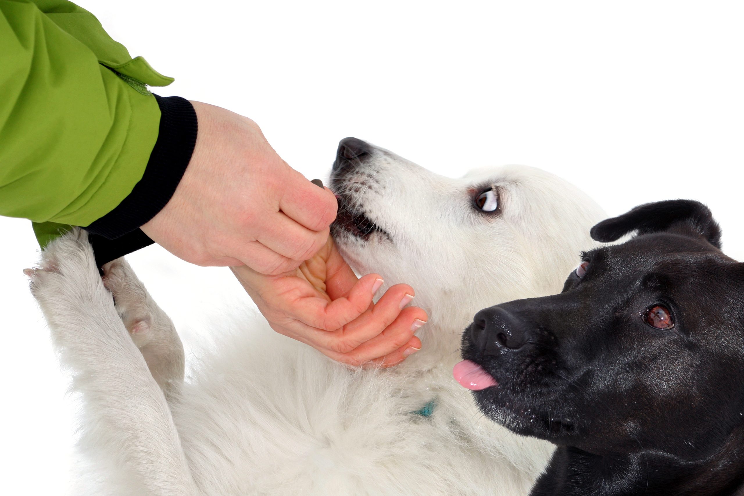 Erziehung und Strafen im Hundetraining - ein juristischer und ein verhaltensbiologischer Blick