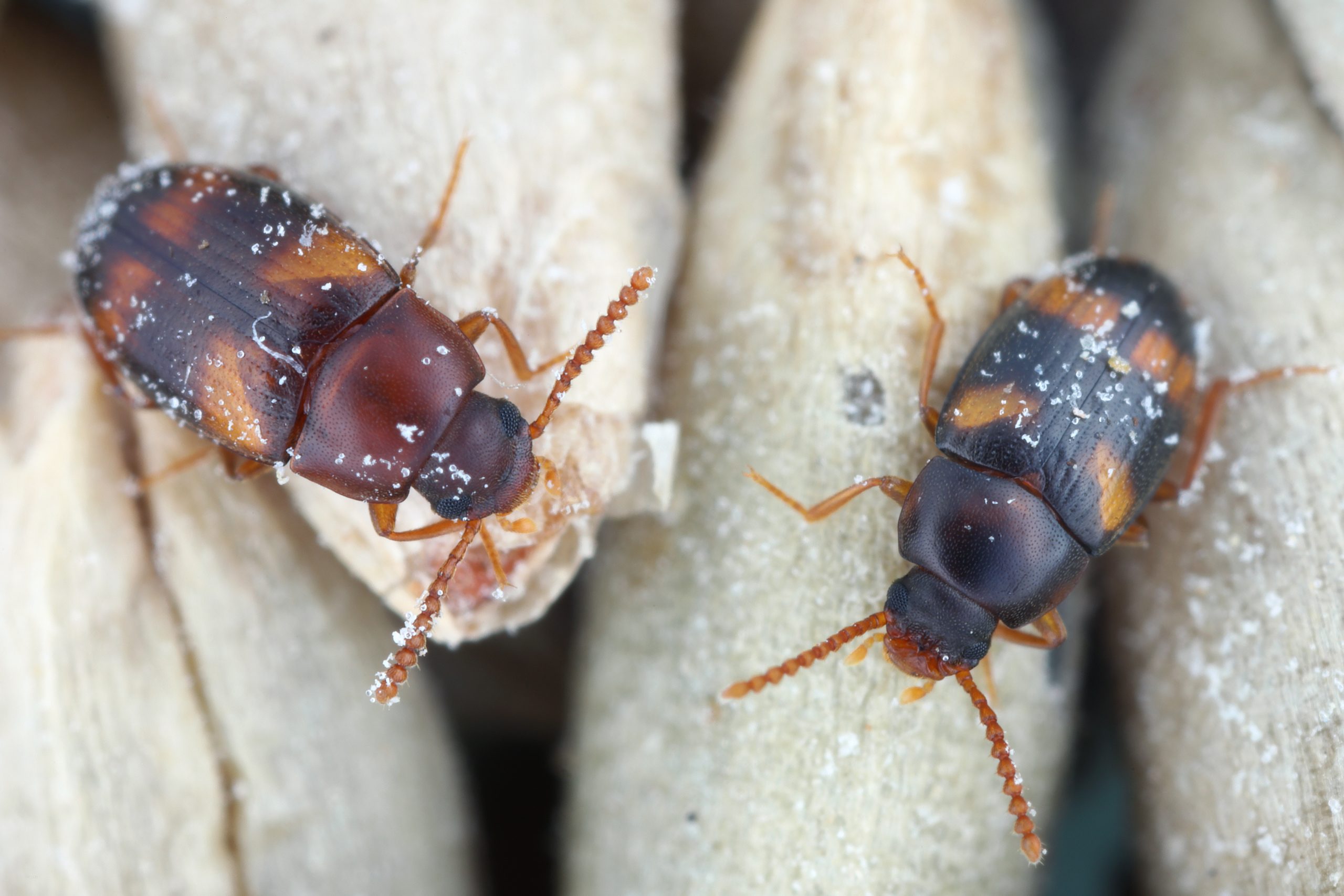 Tierseuchenrecht für Tierheilpraktiker (exklusiv für Mitglieder des FNT e.V.)